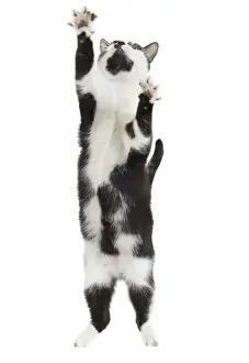 Underside Prints: Cat - Black & White domestic Cat - standing up on hind legs