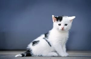 Cat - Black & White kitten