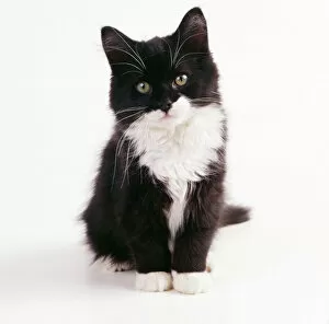 Fluffy Collection: CAT - black & white kitten