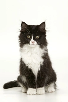 Images Dated 6th January 2005: Cat - Black & White Kitten