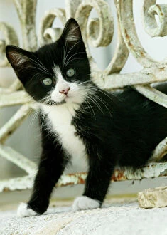 Fluffy Collection: Cat Black and white kitten climbing through hole in fence