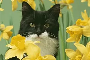 CAT - black and white kitten in daffodils