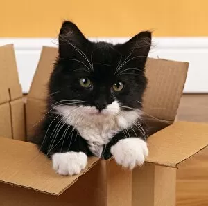 Boxes Gallery: Cat - Black and White Kitten - looking out from cardboard box