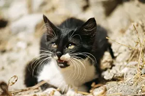 Miaowing Prints: Cat Black & White Kitten, Santorini Island, Greece