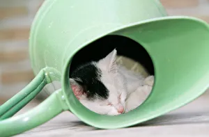 Sheltering Collection: Cat Black & White kitten in a watering can