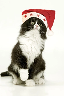 Images Dated 6th January 2005: Cat - Black and White Kitten wearing Christmas hat - lifting paw