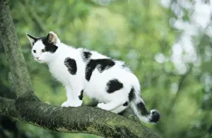 Look Alike Prints: Cat - blotched black on white kitten in tree