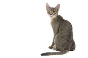 Images Dated 25th October 2006: Cat - blue Abyssinian in studio
