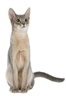 Images Dated 25th October 2006: Cat - blue Abyssinian in studio