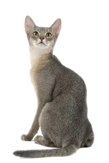Cat - blue Abyssinian in studio