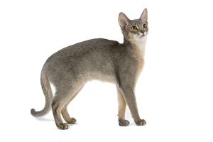Images Dated 25th October 2006: Cat - blue Abyssinian in studio