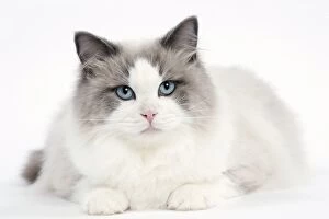 Images Dated 7th February 2014: Cat - Blue Bicolor Ragdoll