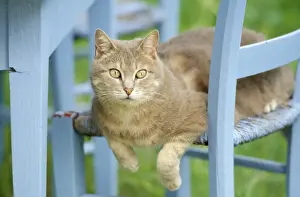 Garden Furniture Prints: Cat - on blue chair