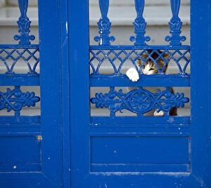Behind Gallery: Cat - behind blue door - Stray