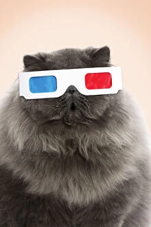 Cat, Blue Persian wearing 3D glasses, surprised