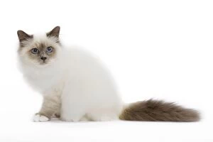 Images Dated 11th October 2009: Cat - Blue Point Birman - kitten