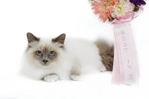 Images Dated 11th October 2009: Cat - Blue Point Birman - kitten with rosette