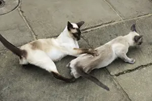 Chocolate Prints: CAT. Blue point siamese cat and chocolate point siamese cat playing