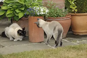 Orientals Prints: CAT. Blue point siamese cat looking at an oriental cat