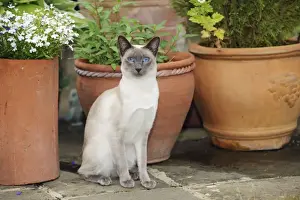CAT. Blue point siamese cat sitting in front of a flower pot