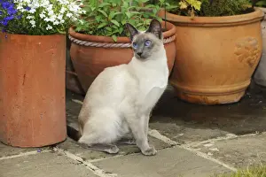 CAT. Blue point siamese cat sitting in front of a flower pot