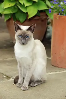 Pots Prints: CAT. Blue point siamese cat sitting in front of a flower pot