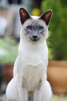 CAT. Blue point siamese cat sitting in the garden