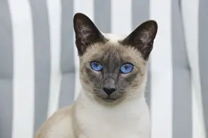 Chairs Prints: CAT. Blue point siamese cat sitting in a garden chair (head shot)