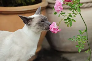 Sniffing Prints: CAT. Blue point siamese cat smelling a flower