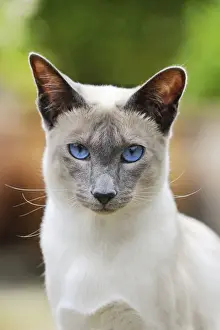 CAT. Blue point siamese cat standing in the garden