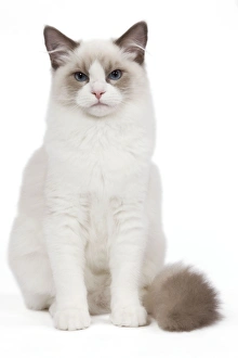 Images Dated 26th September 2009: Cat - Blue Point White Ragdoll