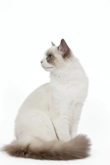 Images Dated 26th September 2009: Cat - Blue Point White Ragdoll
