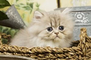 Cat - Blue Shaded Persian Kitten - in basket
