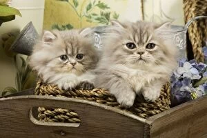Cat - blue shaded Persian kittens