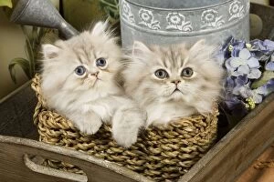 Cat - Blue Shaded Persian Kittens - in basket