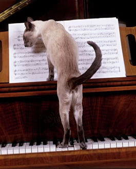 Quirky Collection: Cat - blue siamese standing on piano reading music