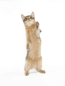 Images Dated 24th September 2005: Cat - Blue Somali / long-haired Abyssinian in studio