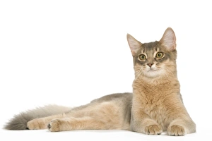 Images Dated 24th September 2005: Cat - Blue Somali / long-haired Abyssinian in studio