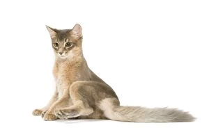 Images Dated 24th September 2005: Cat - Blue Somali / long-haired Abyssinian in studio