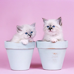 Cat - tabby kitten in pot