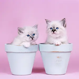 Cat - Blue Tabby Birman and Seal Tabby Birman Kittens in flowerpots