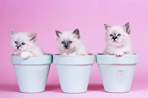 Lines Prints: Cat - Blue Tabby, Seal Tabby & Blue Birman Kittens in flowerpots