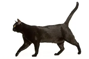 Cat - Bombay