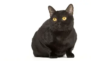 Cat - Bombay