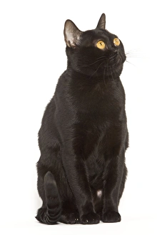 Images Dated 24th September 2005: Cat - Bombay on hind legs in studio
