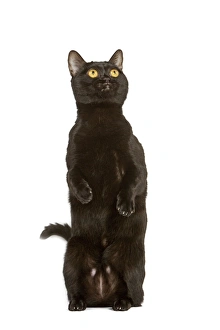 Images Dated 24th September 2005: Cat - Bombay on hind legs in studio