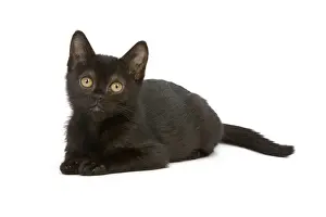 Cat - Bombay Kitten - lying down
