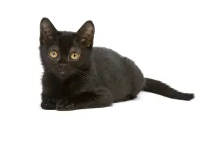 Cat - Bombay Kitten - lying down