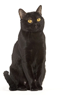 Images Dated 24th September 2005: Cat - Bombay in studio