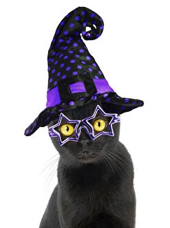 Bombay Gallery: Cat - Bombay weaeringa Halloween witches hat Date: 05-10-2021